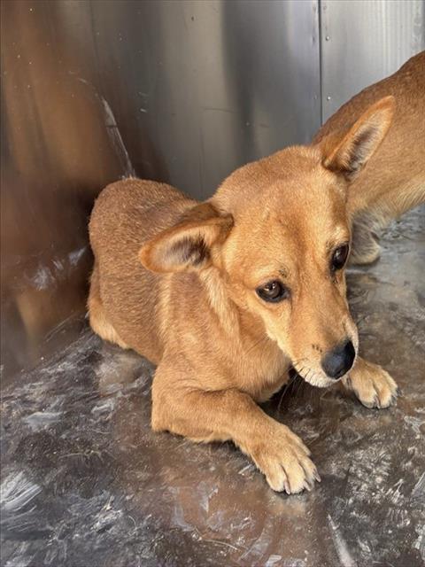 Shelter Stray Male Dog last seen 299TH AVE AND PATTON RD, 2500 S 27th Ave, Phoenix, AZ 85009, USA
