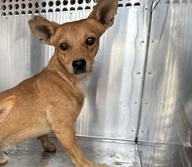 Shelter Stray Male Dog last seen 299TH AVE AND PATTON RD, 2500 S 27th Ave, Phoenix, AZ 85009, USA