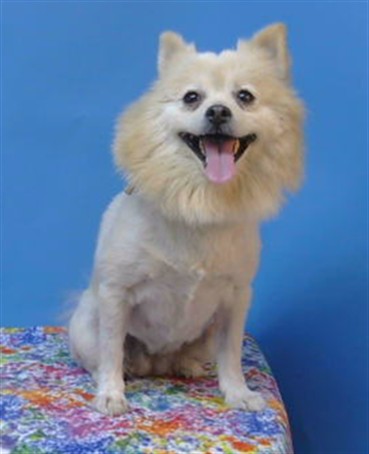 Shelter Stray Female Dog last seen , 216 W Victoria St, Gardena, CA 90248, USA