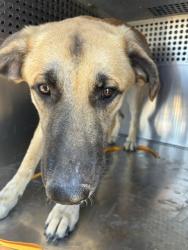Shelter Stray Female Dog last seen 363RD AVE AND INDIAN SCHOOL RD, 2500 S 27th Ave, Phoenix, AZ 85009, USA