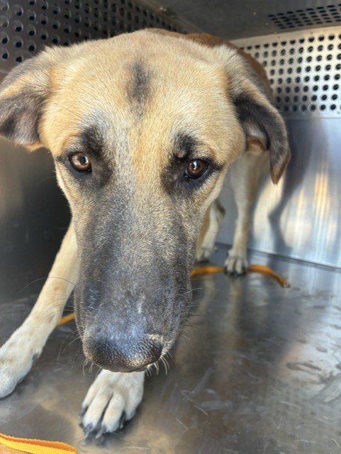Shelter Stray Female Dog last seen 363RD AVE AND INDIAN SCHOOL RD, 2500 S 27th Ave, Phoenix, AZ 85009, USA