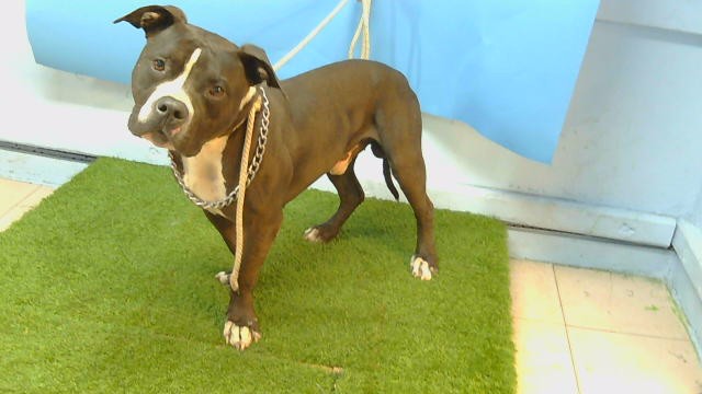 Shelter Stray Male Dog last seen , 216 W Victoria St, Gardena, CA 90248, USA