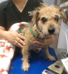 Shelter Stray Male Dog last seen YUMA RD AND WATSON RD, 2500 S 27th Ave, Phoenix, AZ 85009, USA