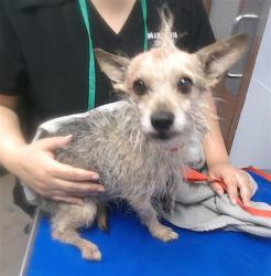Shelter Stray Male Dog last seen YUMA RD AND WATSON RD, 2500 S 27th Ave, Phoenix, AZ 85009, USA