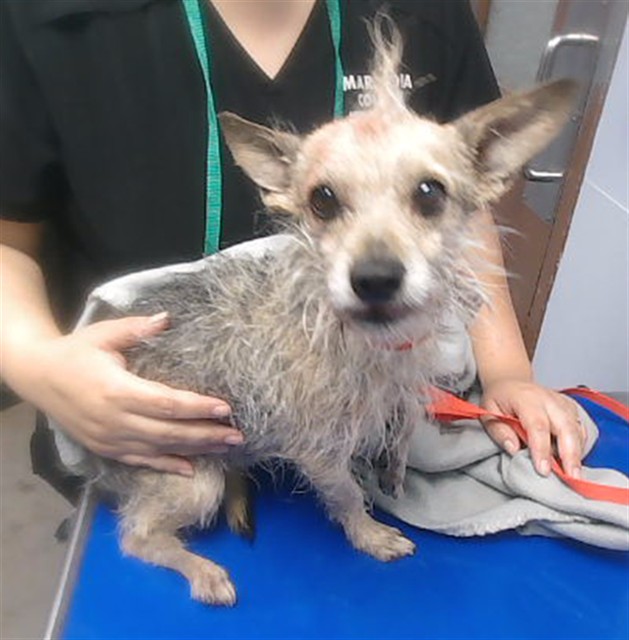 Shelter Stray Male Dog last seen YUMA RD AND WATSON RD, 2500 S 27th Ave, Phoenix, AZ 85009, USA