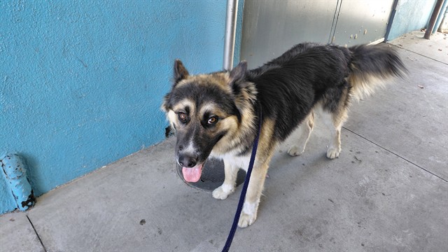 Shelter Stray Male Dog last seen , 4275 Elton St, Baldwin Park, CA 91706, USA