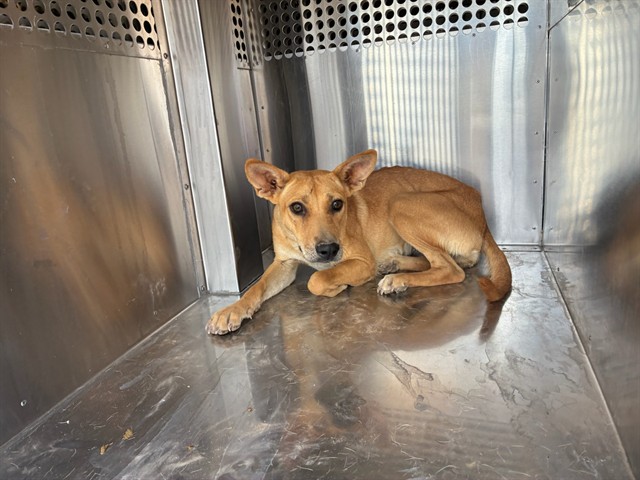 Shelter Stray Female Dog last seen 299TH AVE AND PATTON RD, 2500 S 27th Ave, Phoenix, AZ 85009, USA