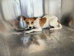 Shelter Stray Male Dog last seen 299TH AVE AND PATTON RD, 2500 S 27th Ave, Phoenix, AZ 85009, USA