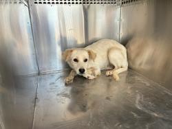 Shelter Stray Male Dog last seen 299TH AVE AND PATTON RD, 2500 S 27th Ave, Phoenix, AZ 85009, USA