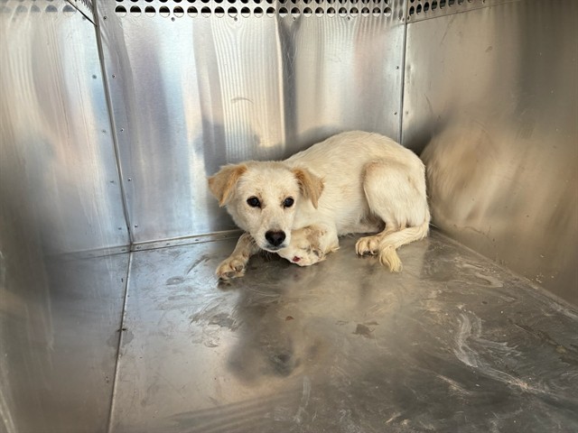 Shelter Stray Male Dog last seen 299TH AVE AND PATTON RD, 2500 S 27th Ave, Phoenix, AZ 85009, USA