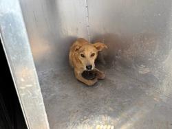 Shelter Stray Female Dog last seen 299TH AVE AND PATTON RD, 2500 S 27th Ave, Phoenix, AZ 85009, USA
