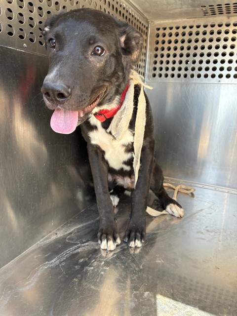 Shelter Stray Male Dog last seen W MAGDALENA DR AND S MCKEMY ST, 2500 S 27th Ave, Phoenix, AZ 85009, USA