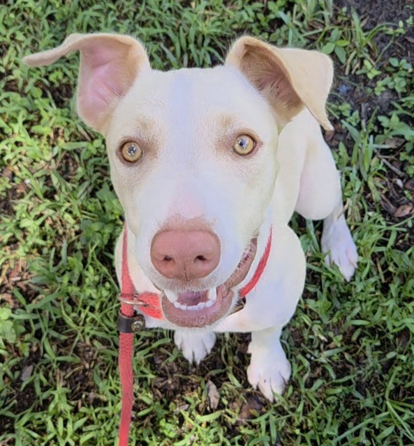 Shelter Stray Female Dog last seen Near BLOCK ALABAMA AV, FORT LAUDERDALE FL 33312, 2400 SW 42nd St, Fort Lauderdale, FL 33312, USA