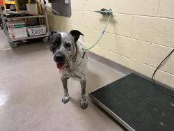 Shelter Stray Female Dog last seen Near BLOCK S BRYANT ST, DENVER CO 80219, 1241 W Bayaud Ave, Denver, CO 80223, USA