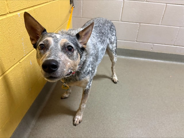 Shelter Stray Female Dog last seen Near BLOCK HAYMAN TER, COLORADO SPRINGS, CO 80910, 610 Abbot Ln, Colorado Springs, CO 80905, USA
