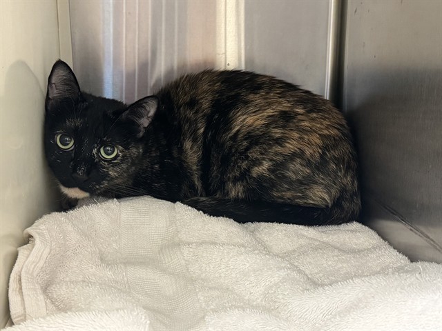 Shelter Stray Unknown Cat last seen Near BLOCK N MURRAY BLVD, COLORADO SPRINGS CO 80909, 610 Abbot Ln, Colorado Springs, CO 80905, USA