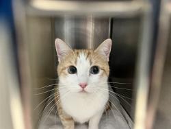 Shelter Stray Unknown Cat last seen Near BLOCK N MURRAY BLVD, COLORADO SPRINGS CO 80909, 610 Abbot Ln, Colorado Springs, CO 80905, USA