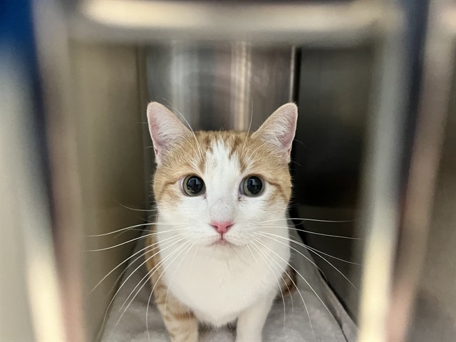 Shelter Stray Unknown Cat last seen Near BLOCK N MURRAY BLVD, COLORADO SPRINGS CO 80909, 610 Abbot Ln, Colorado Springs, CO 80905, USA