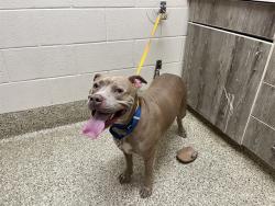 Shelter Stray Female Dog last seen Near BLOCK E BOULDER ST, COLORADO SPRINGS CO 80909, 610 Abbot Ln, Colorado Springs, CO 80905, USA