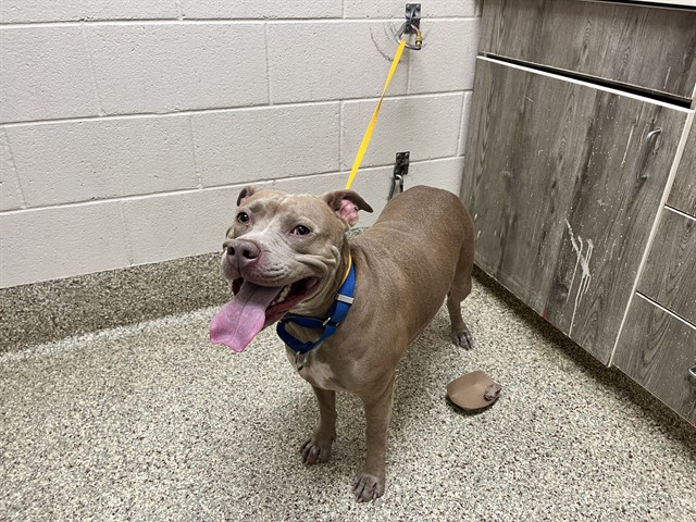 Shelter Stray Female Dog last seen Near BLOCK E BOULDER ST, COLORADO SPRINGS CO 80909, 610 Abbot Ln, Colorado Springs, CO 80905, USA