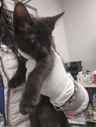 Shelter Stray Female Cat last seen Near BLOCK BRENDA LN, HEMET CA 92544, 581 S Grand Ave, San Jacinto, CA 92582, USA