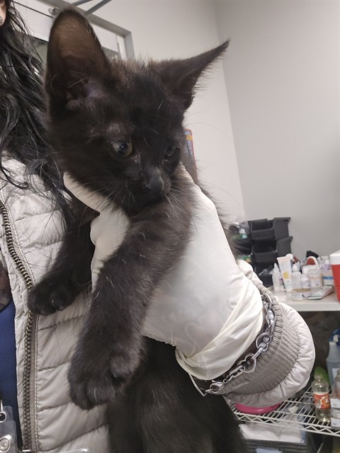 Shelter Stray Female Cat last seen Near BLOCK BRENDA LN, HEMET CA 92544, 581 S Grand Ave, San Jacinto, CA 92582, USA