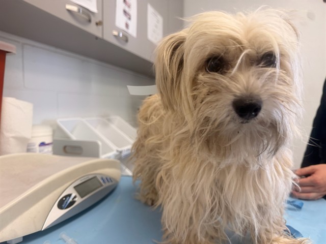 Shelter Stray Male Dog last seen BROADWAY RD AND GILBERT RD, 1920 S Lewis, Mesa, AZ 85210, USA