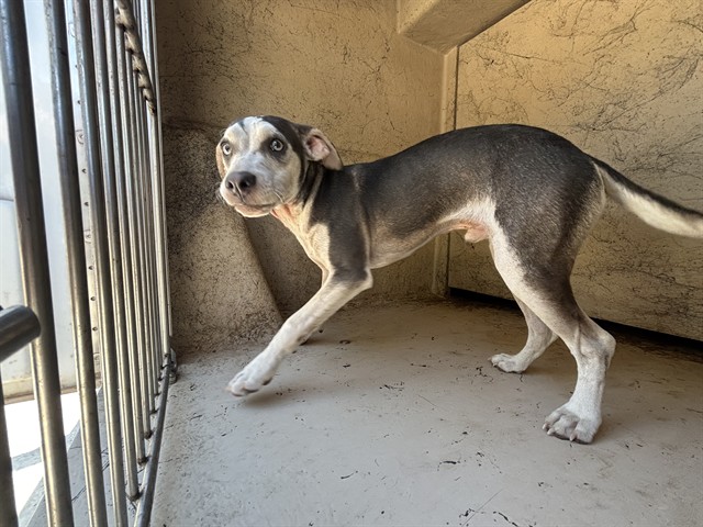 Shelter Stray Male Dog last seen Near BLOCK N POST RD, OKLAHOMA CITY, OK, 73084, 2811 SE 29th St, Oklahoma City, OK 73129, USA