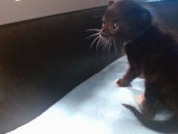 Shelter Stray Unknown Cat last seen Near BLOCK SE 29TH ST, 2811 SE 29th St, Oklahoma City, OK 73129, USA