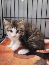 Shelter Stray Male Cat last seen , 14409 Vanowen St, Van Nuys, CA 91405, USA