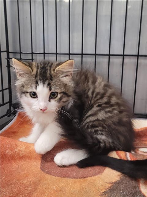 Shelter Stray Male Cat last seen , 14409 Vanowen St, Van Nuys, CA 91405, USA