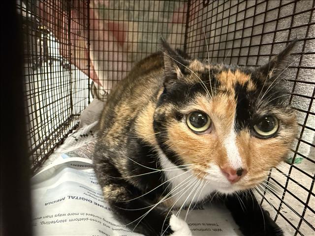 Shelter Stray Female Cat last seen , 14409 Vanowen St, Van Nuys, CA 91405, USA