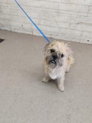 Shelter Stray Male Dog last seen ARROWHEAD AVE X BASELINE ST, 333 Chandler Pl, San Bernardino, CA 92408, USA