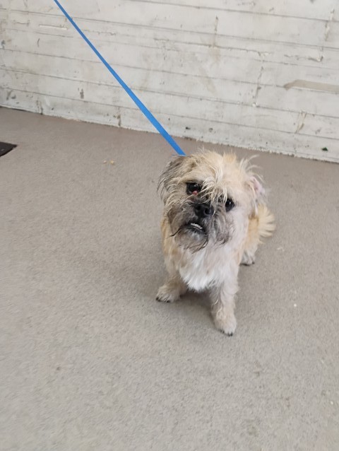 Shelter Stray Male Dog last seen ARROWHEAD AVE X BASELINE ST, 333 Chandler Pl, San Bernardino, CA 92408, USA