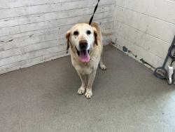 Shelter Stray Male Dog last seen SIERRA AVE & FOOTHILL BLVD, FONTANA, CA, 92335, USA, 333 Chandler Pl, San Bernardino, CA 92408, USA