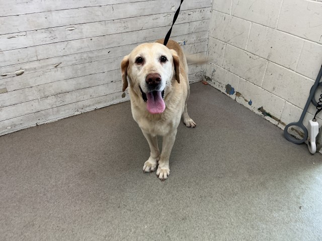 Shelter Stray Male Dog last seen SIERRA AVE & FOOTHILL BLVD, FONTANA, CA, 92335, USA, 333 Chandler Pl, San Bernardino, CA 92408, USA
