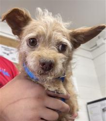 Shelter Stray Male Dog last seen RAMONA DR X LILAC AVE, 333 Chandler Pl, San Bernardino, CA 92408, USA