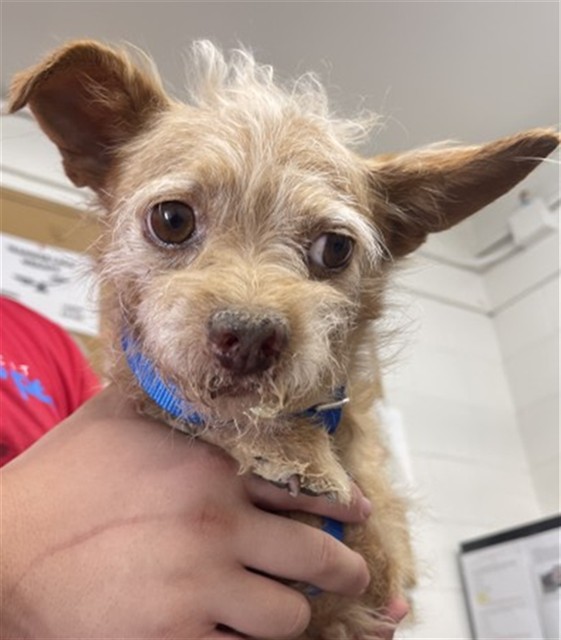 Shelter Stray Male Dog last seen RAMONA DR X LILAC AVE, 333 Chandler Pl, San Bernardino, CA 92408, USA