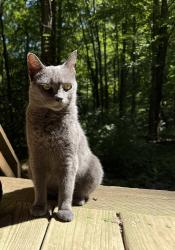 Lost Female Cat last seen Barkers creek road, Jackson County, NC 28789