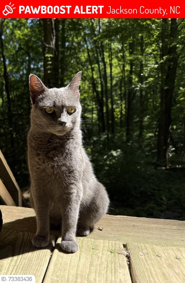 Lost Female Cat last seen Barkers creek road, Jackson County, NC 28789
