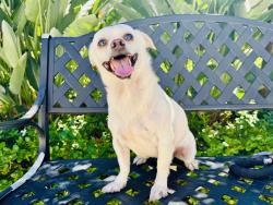 Shelter Stray Male Dog last seen , 957 N Gaffey St, San Pedro, CA 90731, USA