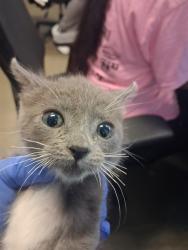 Shelter Stray Female Cat last seen RELINCE ST BAKERSFIELD, 201 S Mt Vernon Ave, Bakersfield, CA 93307, USA