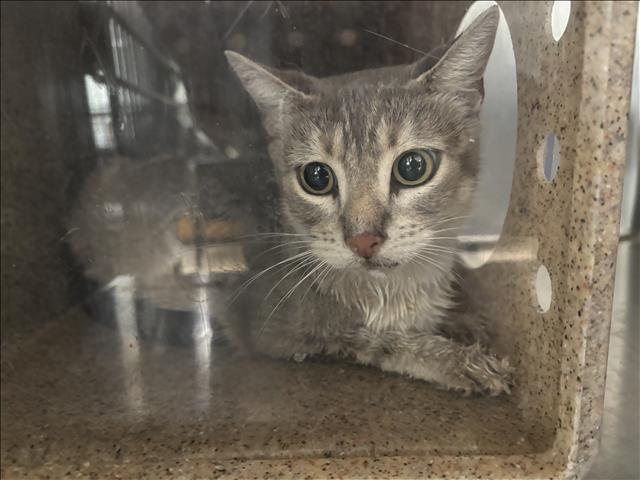Shelter Stray Female Cat last seen , 957 N Gaffey St, San Pedro, CA 90731, USA