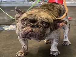 Shelter Stray Female Dog last seen , 1850 W 60th St, Los Angeles, CA 90047, USA