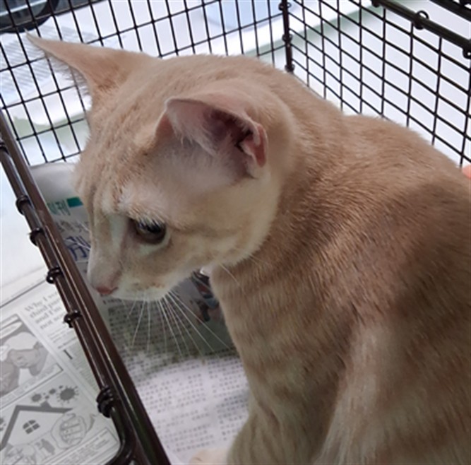Shelter Stray Male Cat last seen , 1850 W 60th St, Los Angeles, CA 90047, USA