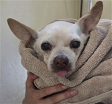 Shelter Stray Male Dog last seen LAKE MARY BLVD/LAKE MINNIE DR/LM, 232 Eslinger Way, Sanford, FL 32773, USA