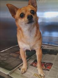 Shelter Stray Female Dog last seen , 1850 W 60th St, Los Angeles, CA 90047, USA