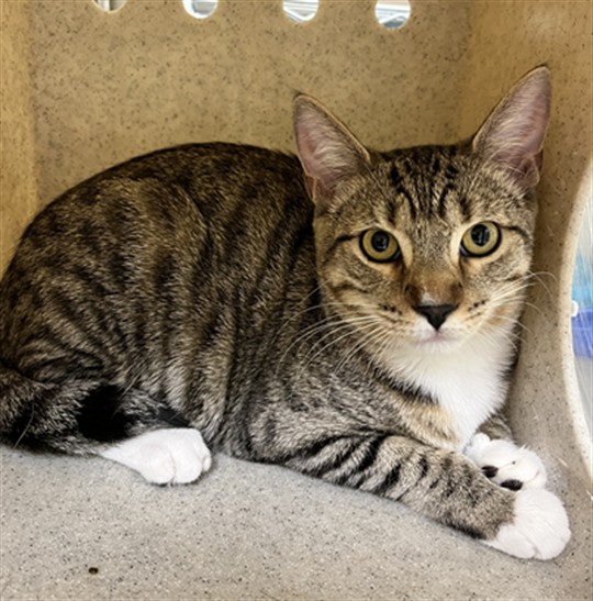 Shelter Stray Female Cat last seen Near BLOCK W 9TH ST, SANFORD FL 32771, 232 Eslinger Way, Sanford, FL 32773, USA
