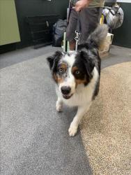 Shelter Stray Male Dog last seen , 3201 Lacy St, Los Angeles, CA 90031, USA