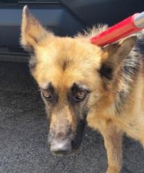 Shelter Stray Female Dog last seen , 1850 W 60th St, Los Angeles, CA 90047, USA